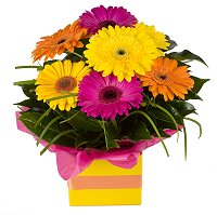Florist Burnside - Gerbera boxed arrangement